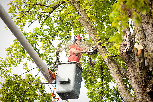 Best Stump Grinding and Removal  in Coalgate, OK